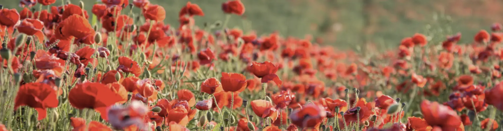 Derbyshire County Council cover